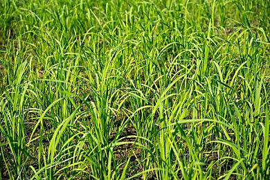 理解错了？SE实际并未宣布将制作更多回合制RPG